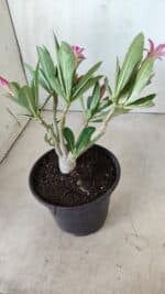 Planta Dobrada 2785 – 25cm – 02 anos (flor pequena) - Imagem 7