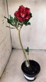 Planta Dobrada 2786 – 30cm – 02 anos - Imagem 2