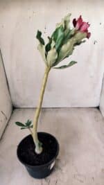 Planta Dobrada 2786 – 30cm – 02 anos - Imagem 6