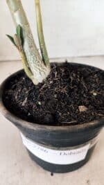 Planta Dobrada 2786 – 30cm – 02 anos - Imagem 10