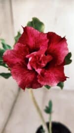 Planta Dobrada 2786 – 30cm – 02 anos