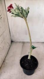 Planta Dobrada 2786 – 30cm – 02 anos - Imagem 9