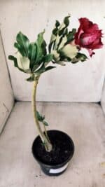 Planta Dobrada 2786 – 30cm – 02 anos - Imagem 8