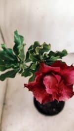 Planta Dobrada 2786 – 30cm – 02 anos - Imagem 5