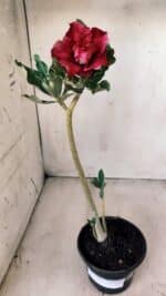 Planta Dobrada 2786 – 30cm – 02 anos - Imagem 7