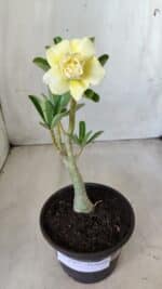 Planta Dobrada 2787 – 25cm – 02 anos - Imagem 2