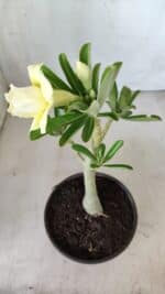 Planta Dobrada 2787 – 25cm – 02 anos - Imagem 5