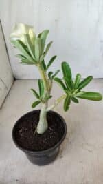 Planta Dobrada 2787 – 25cm – 02 anos - Imagem 8