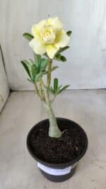 Planta Dobrada 2787 – 25cm – 02 anos - Imagem 7