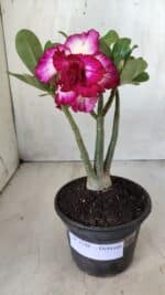 Planta Dobrada 2788 – 25cm – 02 anos - Imagem 2