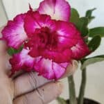 Planta Dobrada 2788 – 25cm – 02 anos