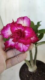 Planta Dobrada 2788 – 25cm – 02 anos