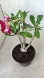 Planta Dobrada 2788 – 25cm – 02 anos - Imagem 5