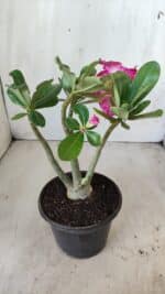 Planta Dobrada 2788 – 25cm – 02 anos - Imagem 4