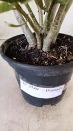 Planta Dobrada 2789 – 30cm – 02 anos - Imagem 6