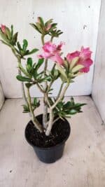 Planta Dobrada 2789 – 30cm – 02 anos - Imagem 5