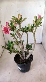 Planta Dobrada 2789 – 30cm – 02 anos - Imagem 4