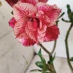 Planta Dobrada 2789 – 30cm – 02 anos