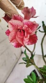 Planta Dobrada 2789 – 30cm – 02 anos