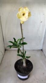 Planta Dobrada 2790 – 30cm – 02 anos - Imagem 2