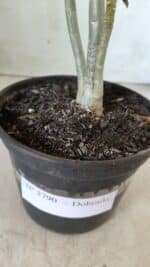 Planta Dobrada 2790 – 30cm – 02 anos - Imagem 7