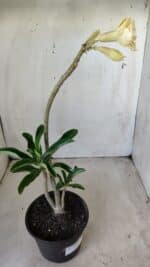 Planta Dobrada 2790 – 30cm – 02 anos - Imagem 6