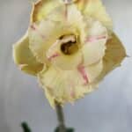 Planta Dobrada 2790 – 30cm – 02 anos