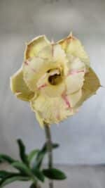 Planta Dobrada 2790 – 30cm – 02 anos