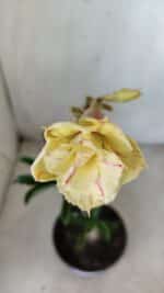 Planta Dobrada 2790 – 30cm – 02 anos - Imagem 4