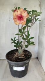 Planta Dobrada 2791 – 40cm – 03 anos - Imagem 2
