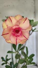 Planta Dobrada 2791 – 40cm – 03 anos