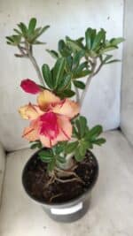 Planta Dobrada 2791 – 40cm – 03 anos - Imagem 4