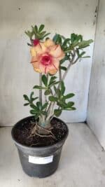 Planta Dobrada 2791 – 40cm – 03 anos - Imagem 5