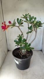 Planta Dobrada 2791 – 40cm – 03 anos - Imagem 7