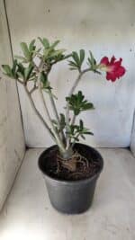 Planta Dobrada 2791 – 40cm – 03 anos - Imagem 6