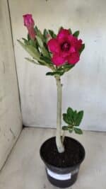 Planta Dobrada 2792 – 30cm – 02 anos - Imagem 2