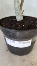 Planta Dobrada 2792 – 30cm – 02 anos - Imagem 5