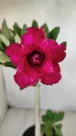 Planta Dobrada 2792 – 30cm – 02 anos