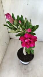 Planta Dobrada 2792 – 30cm – 02 anos - Imagem 4