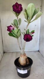 Planta Dobrada 2793 – 35cm – 03 anos - Imagem 2