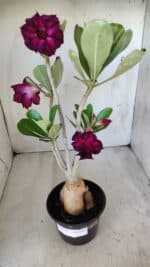 Planta Dobrada 2793 – 35cm – 03 anos - Imagem 10