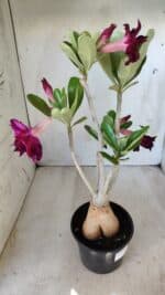 Planta Dobrada 2793 – 35cm – 03 anos - Imagem 9