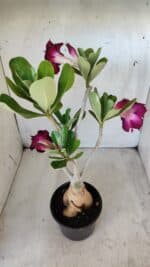 Planta Dobrada 2793 – 35cm – 03 anos - Imagem 7