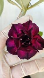 Planta Dobrada 2793 – 35cm – 03 anos - Imagem 8