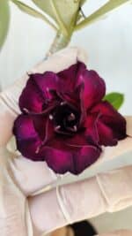 Planta Dobrada 2793 – 35cm – 03 anos - Imagem 5