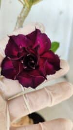 Planta Dobrada 2793 – 35cm – 03 anos