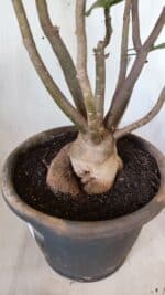 Planta Dobrada 2796 – 50cm – 05 anos - Imagem 4