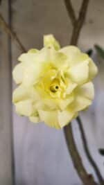 Planta Dobrada 2796 – 50cm – 05 anos - Imagem 3