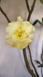 Planta Dobrada 2796 – 50cm – 05 anos - Imagem 7