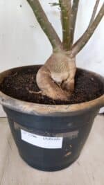 Planta Dobrada 2796 – 50cm – 05 anos - Imagem 13